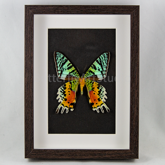 Madagascar Sunset Moth - verso