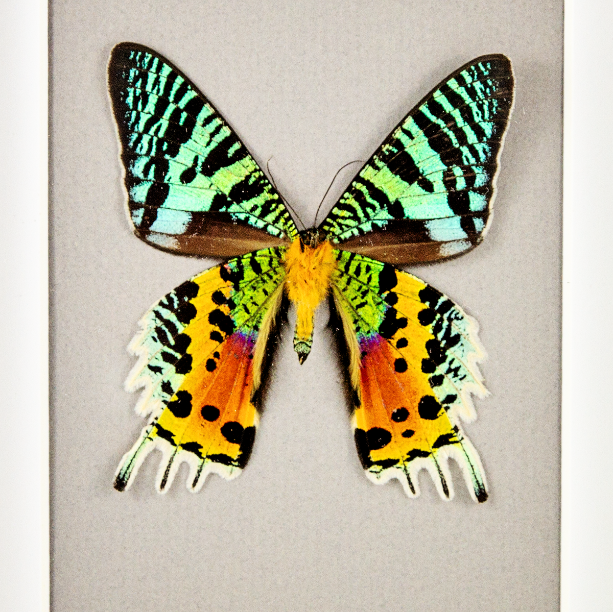 Madagascar Sunset Moth - verso