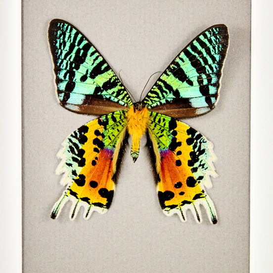 Madagascar Sunset Moth - verso
