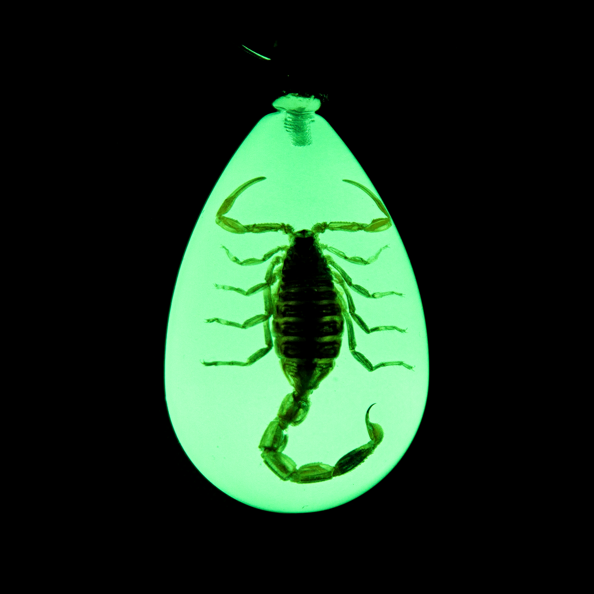 Yellow Scorpion Keychain