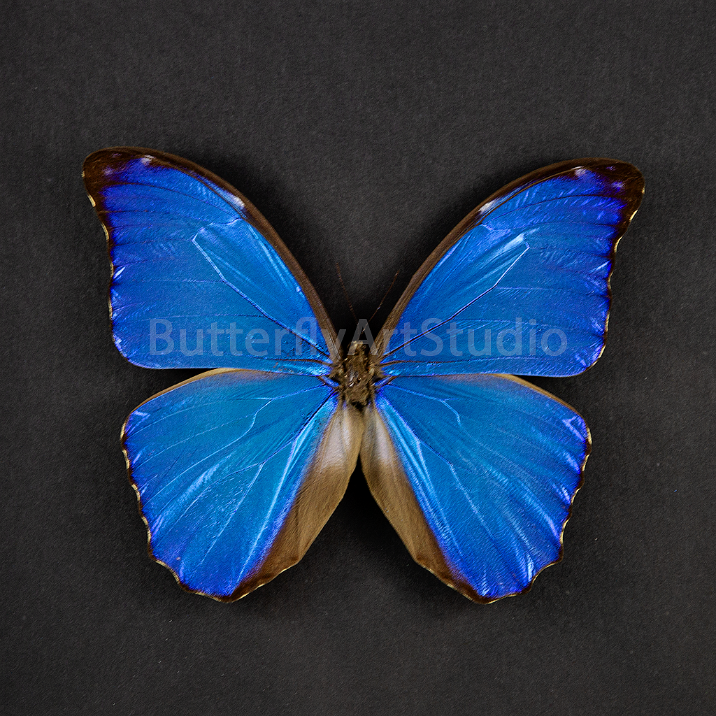 Blue Morpho