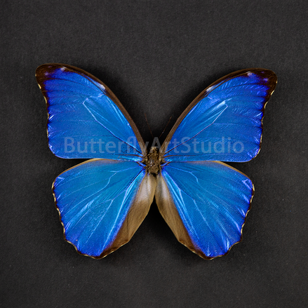 Blue Morpho