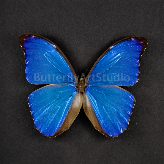 Blue Morpho