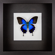 Blue Mountain Swallowtail