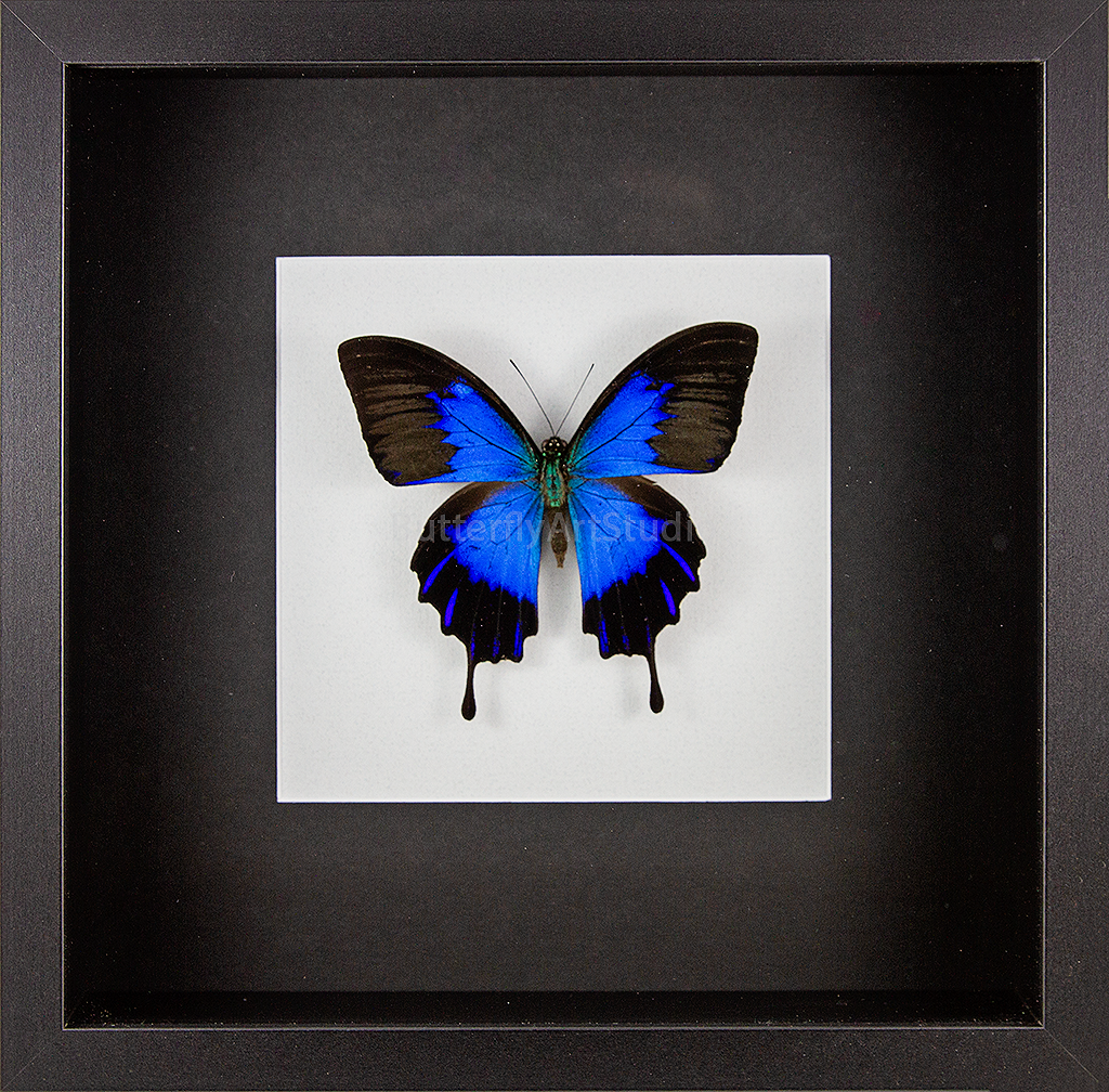 Blue Mountain Swallowtail