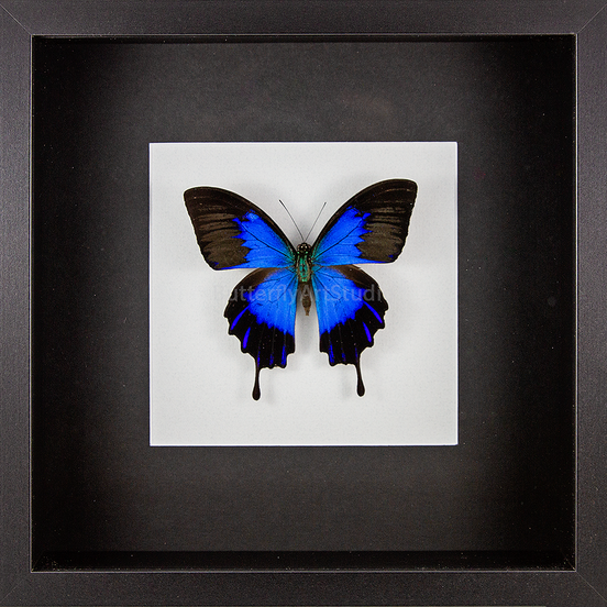 Blue Mountain Swallowtail