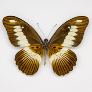 The Volta Swallowtail