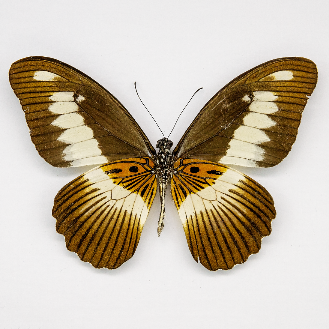 The Volta Swallowtail