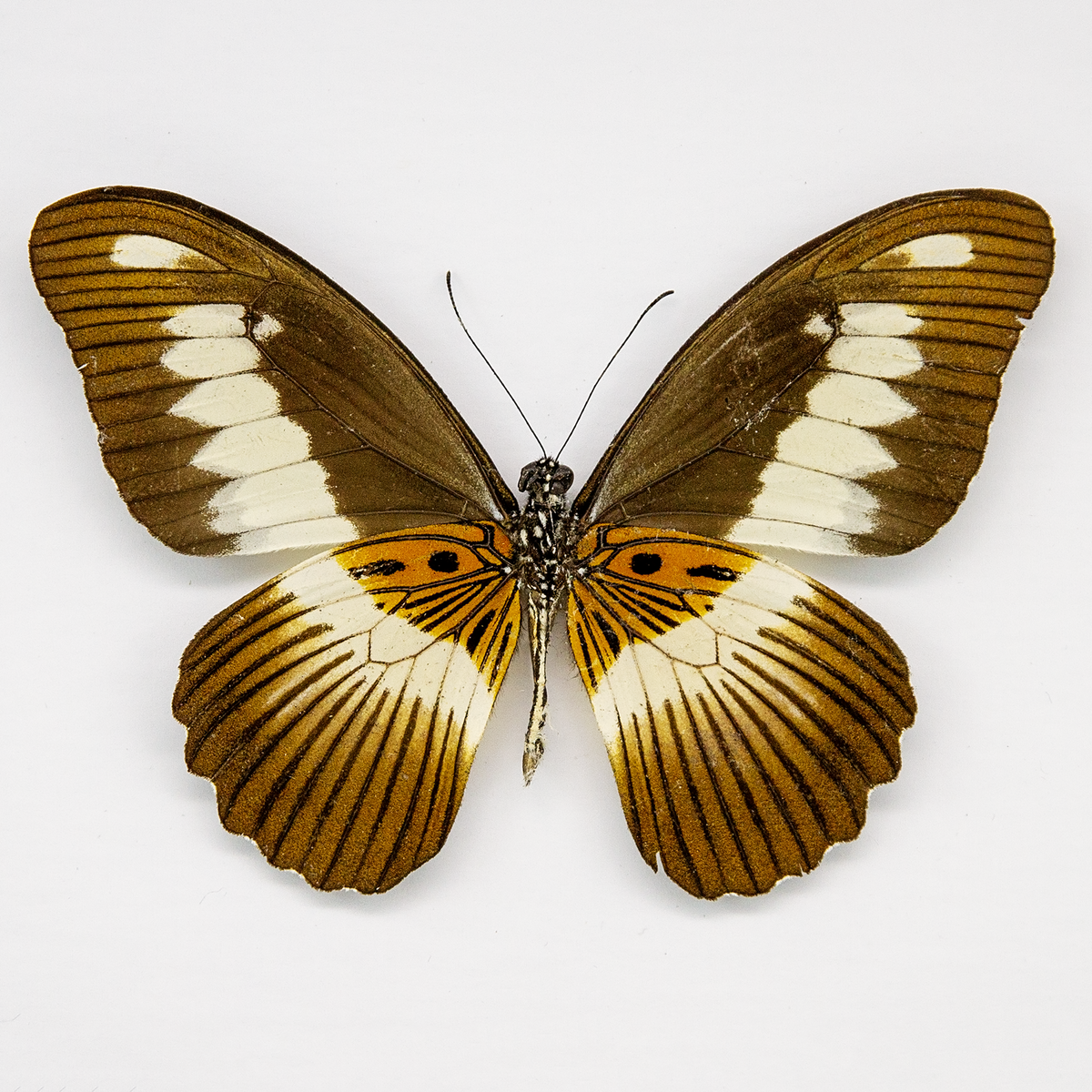 The Volta Swallowtail