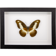 The Volta Swallowtail
