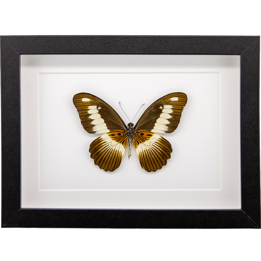 The Volta Swallowtail