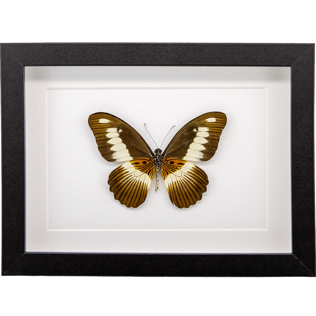 The Volta Swallowtail