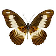 The Volta Swallowtail