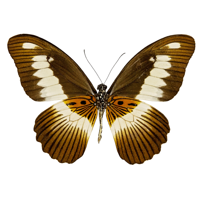 The Volta Swallowtail